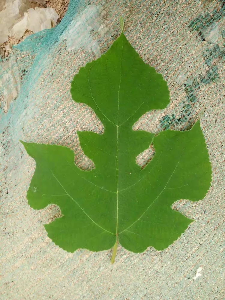 轴对称,中心对称图形