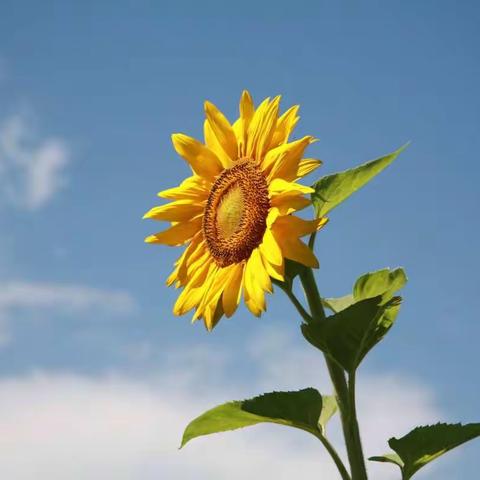 调研再助力，学科齐成长——记兴业县教研室指导大平山镇留守儿童关爱学校教研工作