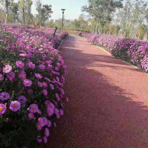 九月小路，菊花香