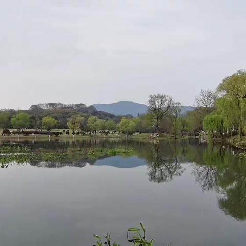 中山陵博爱园春景