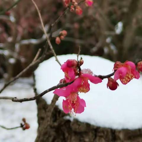 踏雪寻梅