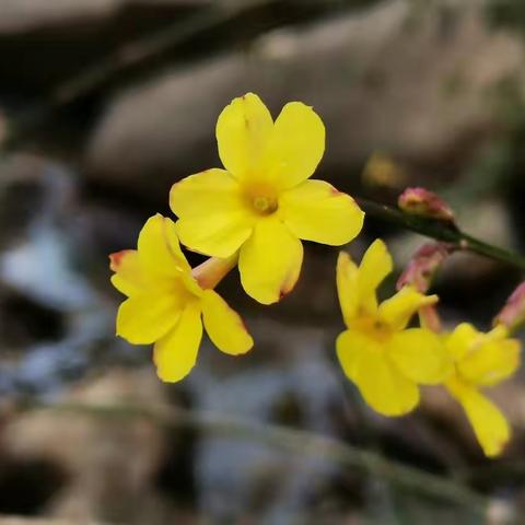 春水流，春花开