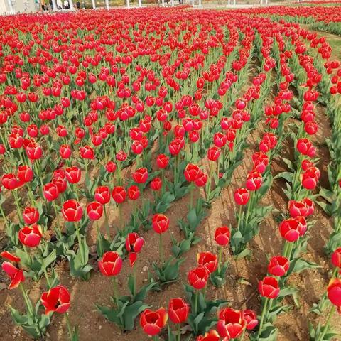 好人平安的美篇