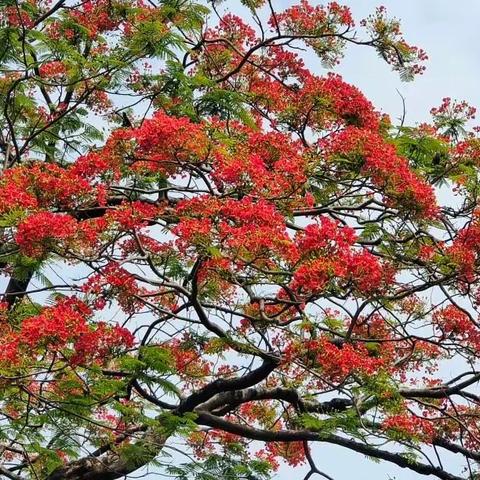 凤凰花开红五月