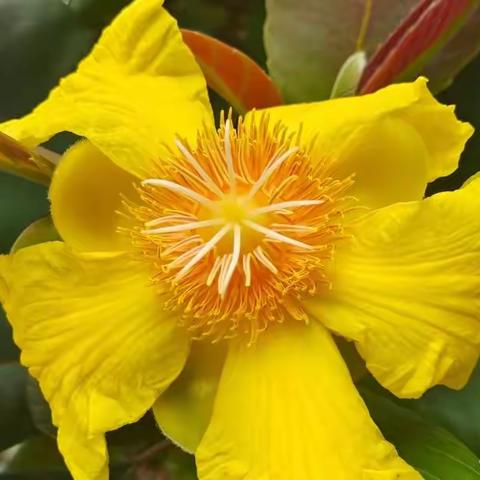 蛋黄果花开正旺