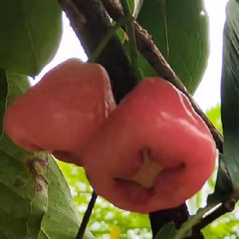 广州动物园的莲雾熟了