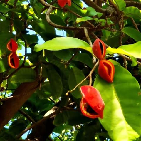 广州动物园里的苹婆果