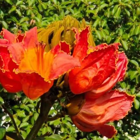 火焰花开迎五一