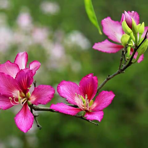 醉美三月花之都