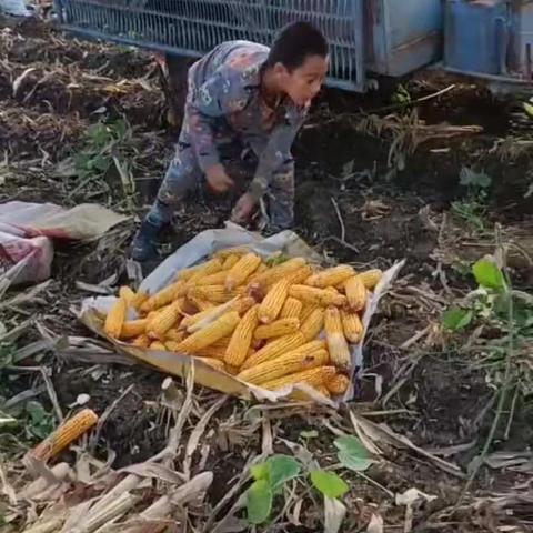 四年二班学生国庆节假期劳动场景