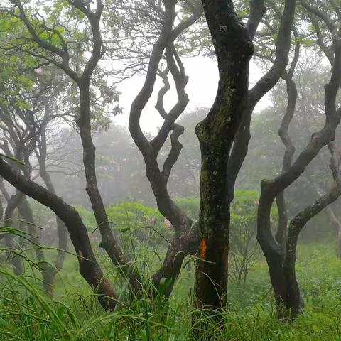 华顶山雾里看花