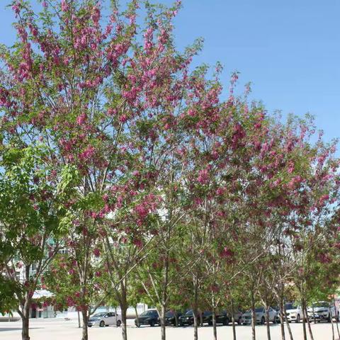 香花槐开香满园，吾辈青年谱新篇——林东第六中学“槐花香”青年教师社团启动仪式