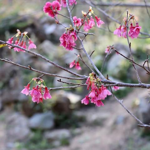 深桥水吼樱花园