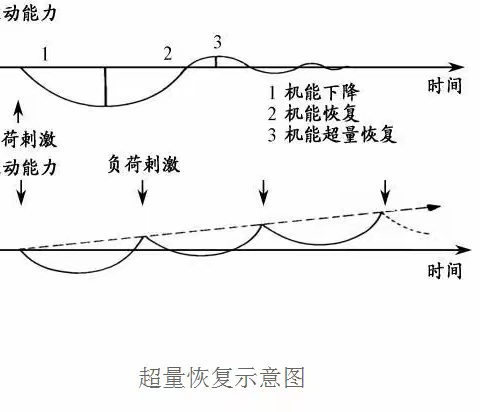 提高运动能力的两大科学训练理论演变