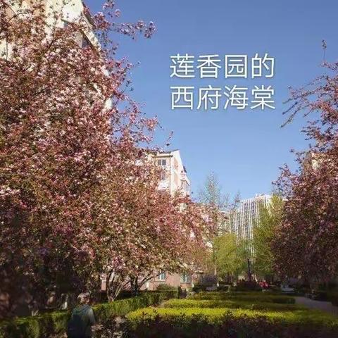 莲香园的西府海棠