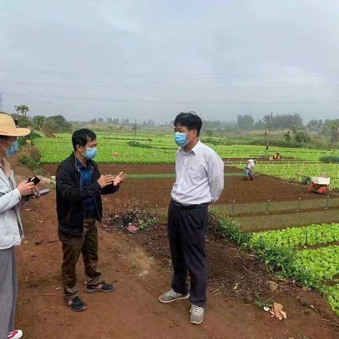 市农业农村局党组书记李世高深入石山镇群榜村实地调研蔬菜种植工作