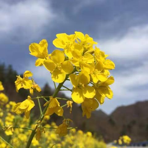 迟日春风丽，春风花草香！