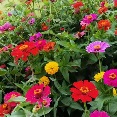 小区里婀娜多姿的花儿！