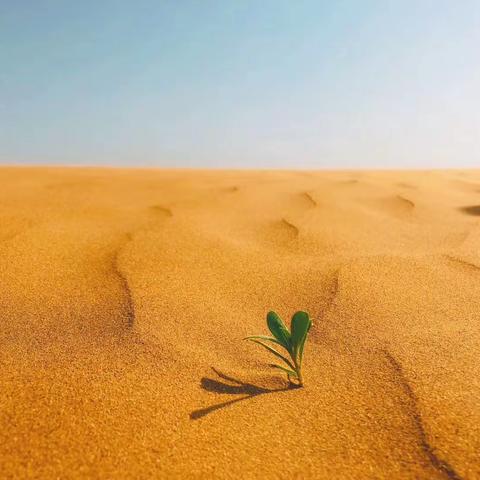 晋冀蒙金三角边塞文化寻根之旅——鄂尔多斯草原沙漠研学行