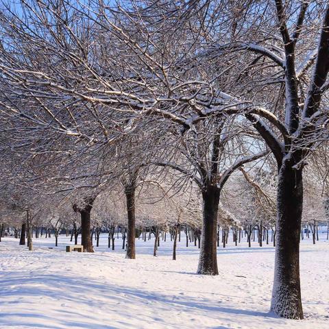 寒冬：我爱下雪❄️更爱这雪后的美景！