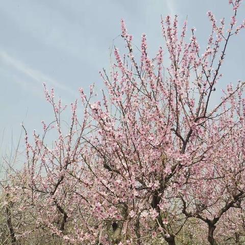 凝聚振兴的力量  建设大美新道口