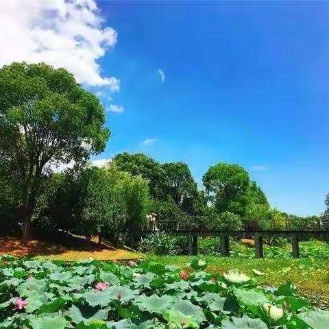 研语芳华 沉香流年