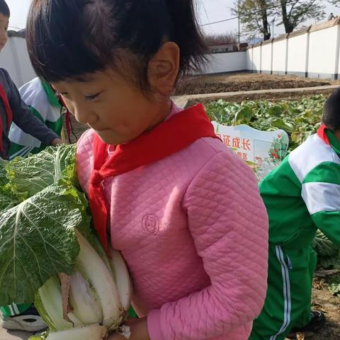 韩村河中心校赵各庄完全小学劳动体验节