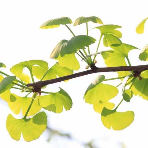 童心留春住 春韵乐无穷——四年级四班“银杏春芽节”收获展示