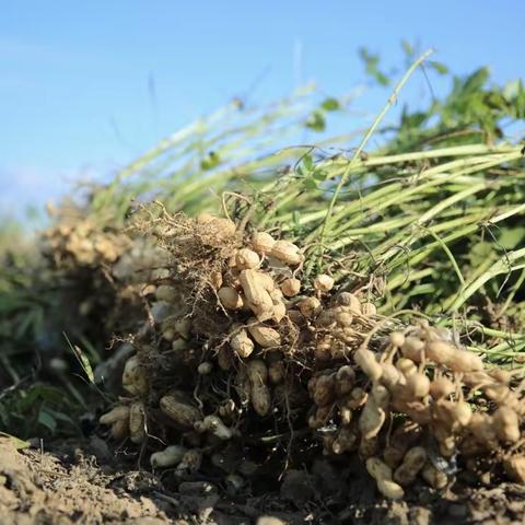 小花生做成大产业，“金豆子”种出幸福生活——鲁山联社为农户致富架金桥