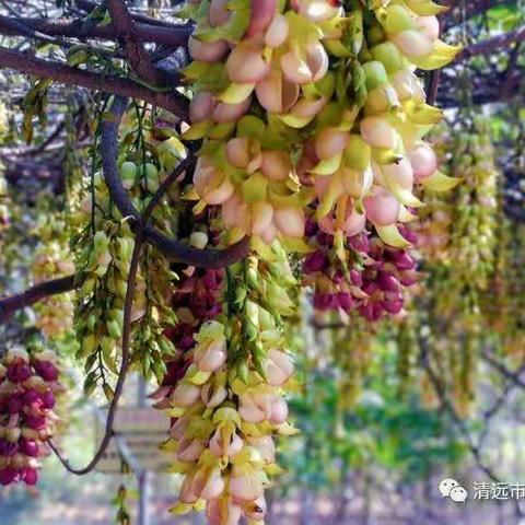 清远禾雀花基地、泡新银盏真温泉纯玩一日游