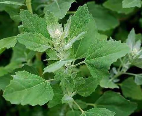 小时候，那些可食用或药用的野生植物