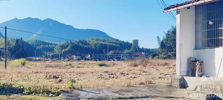 2021年桂花价格