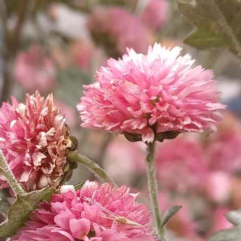 我在罗泉过冬至