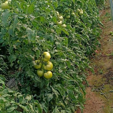 石潭宁家岭出售西红柿辣椒青菜菠菜，茼蒿菜