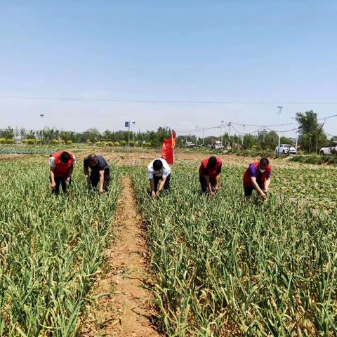 蒜薹丰收多繁忙 田间党旗高飘扬——姚寨乡开展5月份主题党日活动