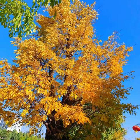 最美人间四月天