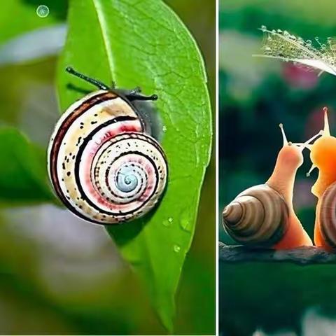 丑小鸭美术英迪一班9月19日优秀作品《小蜗牛》