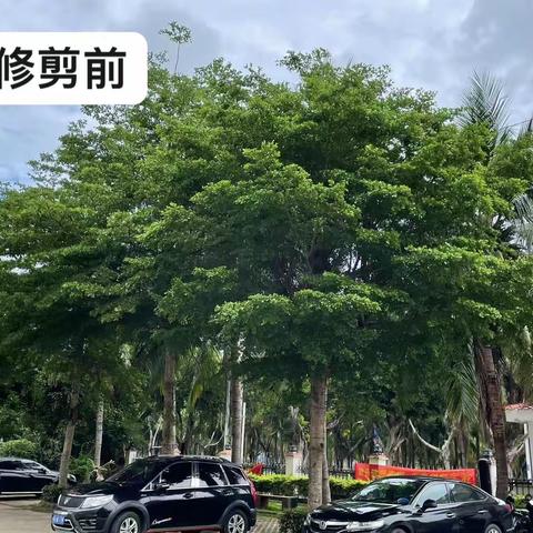 海口市卫生健康服务中心：提前修剪树木，做好防风防汛工作