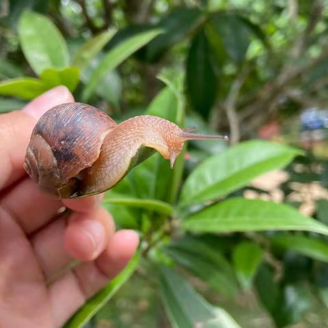 Cherry Class 第十三周周报告——又见蜗牛🐌