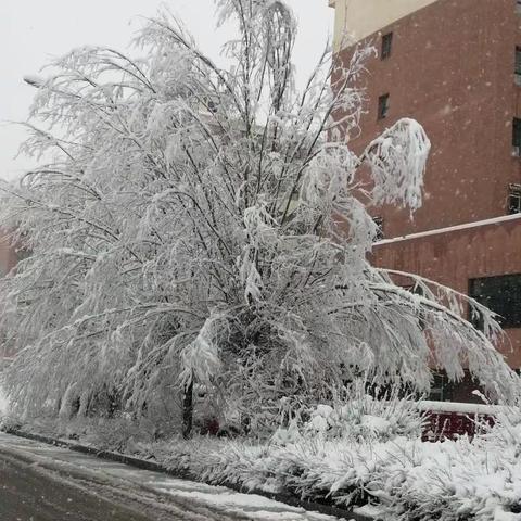 谷雨的雪