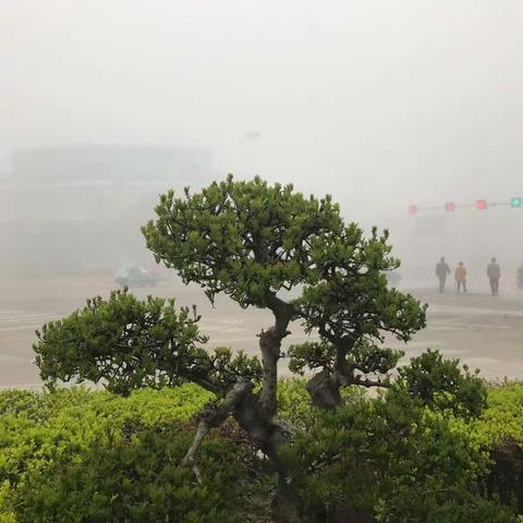 新芽上枝头