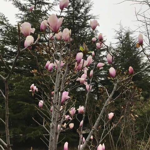 玉兰花开