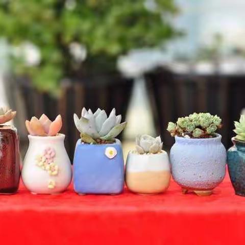 小世界 大乾坤--肉肉的小哲学