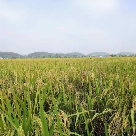 🌟🌟讲不出再见🌟🌟