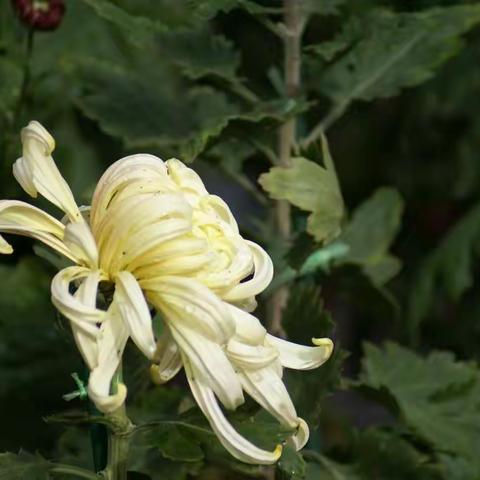 金秋赏菊     一"不是花中偏爱菊，此花开尽更无花。"，北海公园菊花展，荟萃京城名菊，美不胜收！