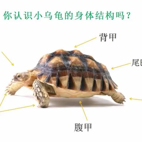 言“龟🐢”正传