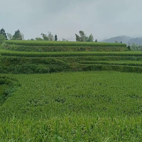 秋雨连绵上桃源