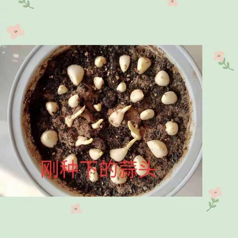 劳动伴我行，教育净心灵——记五（2）班劳动教育实践活动