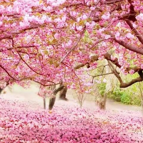 黄道镇樱花保卫战全线开打