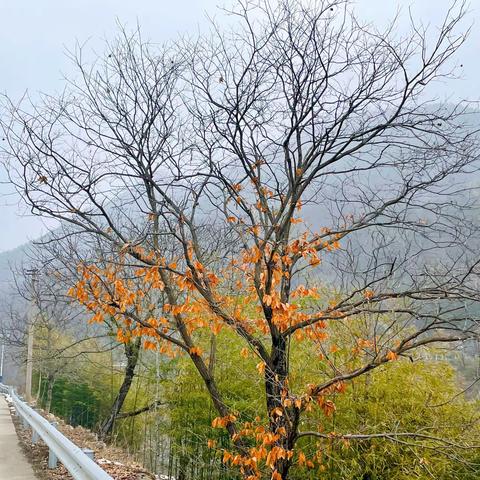 镇安北阳山风光：春山在望